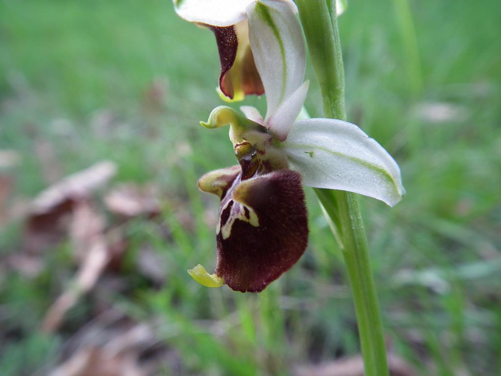 Ophrys fuciflora? (bis)